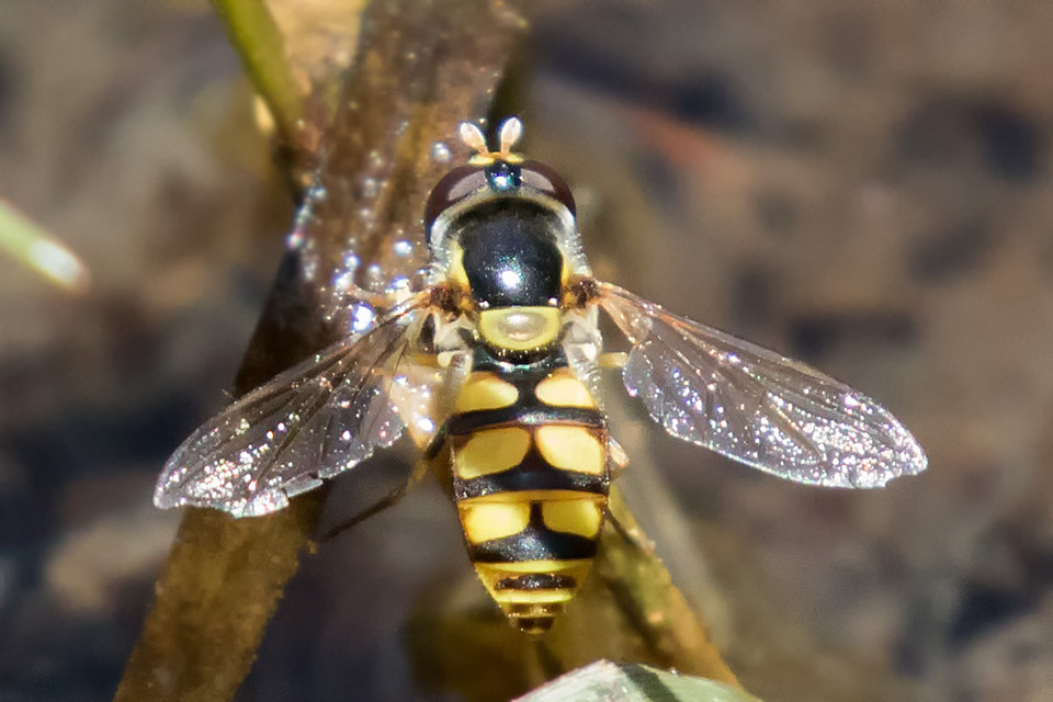 Hover Fly (Simosyrphus grandicornis) (Simosyrphus grandicornis)